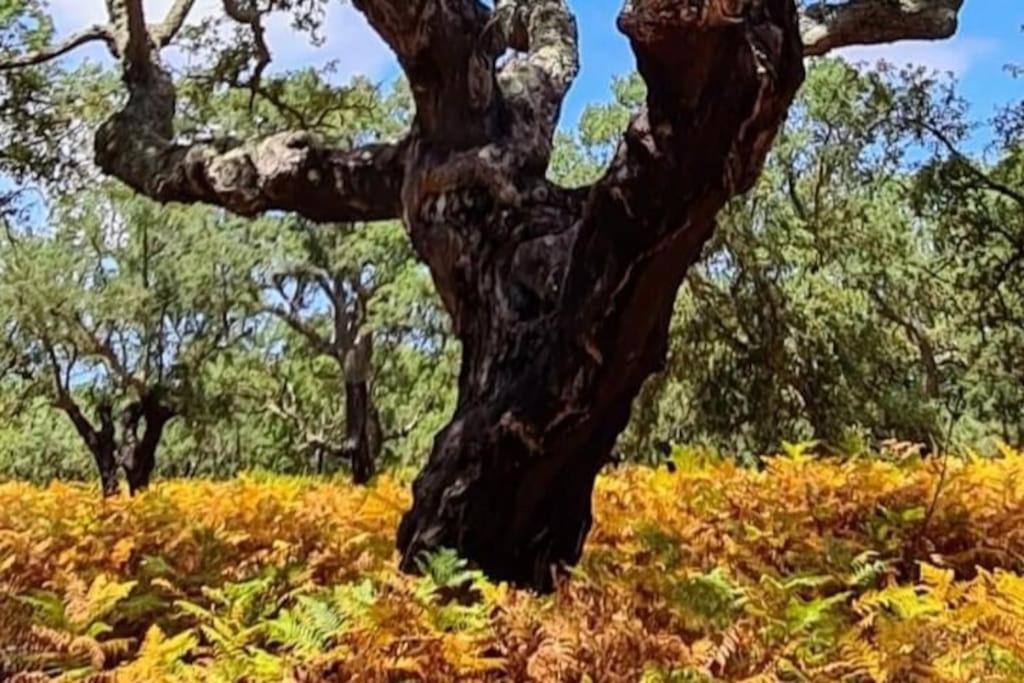 Alto Das Vinhas Lovers - Sesimbra Extérieur photo